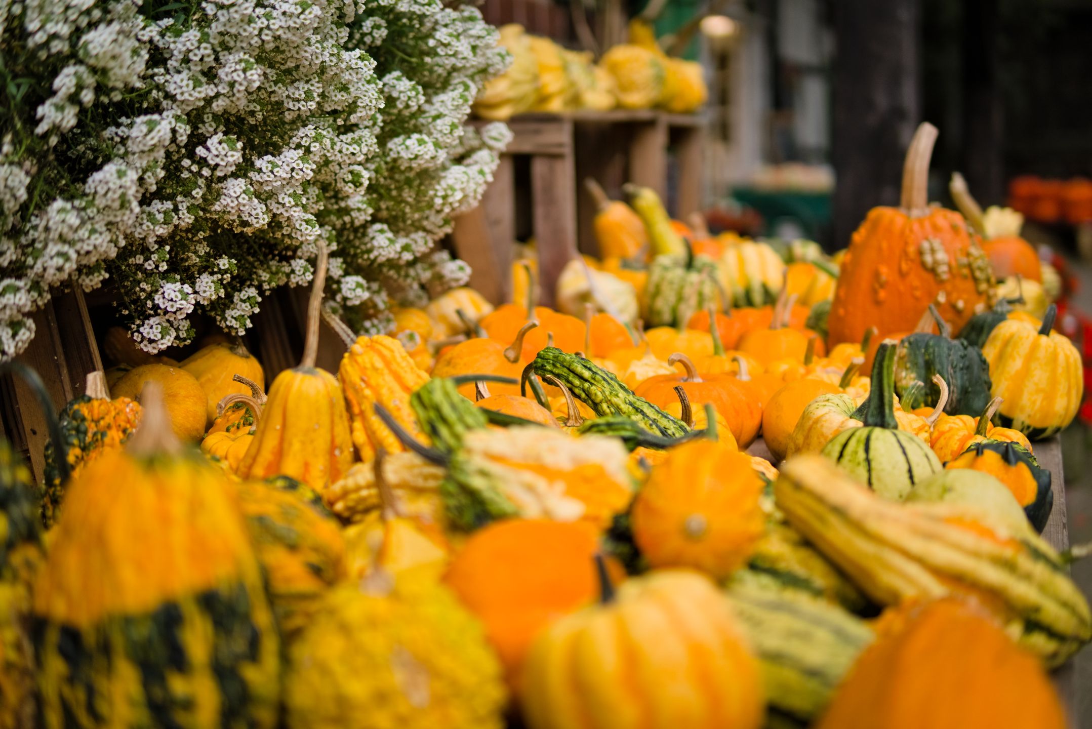 Kürbisse